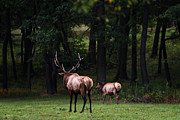 Into the Wilderness Photograph by Andrea Silies