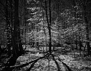 Into the woods Photograph by Izet Kapetanovic Into the woods Photograph by Izet Kapetanovic