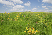 Iowa Summer Flowers I Photograph by Dylan Punke