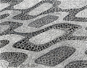 Ipanema Drawing by Carol Morris