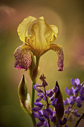 Iris 7 Photograph by Loni Collins