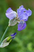 Iris Blue Photograph by Patricia Montgomery
