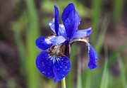 Iris Photograph by Dan Hefle