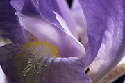 Iris Series 3 Photograph by Mike Eingle