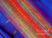 Iris Stem, Polarized Lm Photograph by Marek Mis