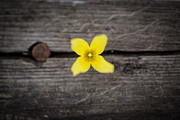 Isabellas Flower Arrangement  Photograph by Jakub Sisak