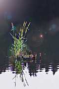 Island Planter Photograph by John Christopher