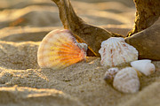 It's a Beach Thing Photograph by Pete Federico