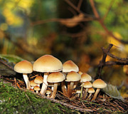 It's a Small World Mushrooms Photograph by Jennie Marie Schell