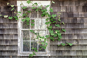 Ivy Covered Window Photograph by Dawna Moore Photography