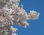 Japanese Cherry Tree Blossoms on the Tidal Basin DS0082 Photograph by Gerry Gantt