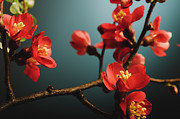 Japanese flower Photograph by Jelena Jovanovic Japanese flower Photograph by Jelena Jovanovic