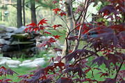 Japanese Maple Photograph by Loni Collins