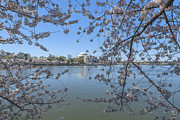 Jefferson Memorial on the Tidal Basin DS0070 Photograph by Gerry Gantt