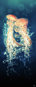 Jellies Digital Art by Kenneth Armand Johnson Jellies Digital Art by Kenneth Armand Johnson