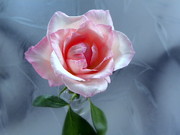 JFK Rose Photograph by Terri Mills