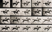 Jockey on a galloping horse Photograph by Eadweard Muybridge