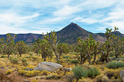 Joshua Tree Forest Photograph by Bonnie Follett