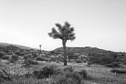 Joshua Tree in Black and White Photograph by Alison Frank Joshua Tree in Black and White Photograph by Alison Frank
