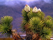 Joshua Tree in Bloom Photograph by Richard Thomas