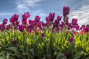 Joy of Spring Photograph by Kristina Rinell