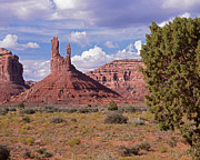 Juniper and Butte Photograph by Tom Daniel