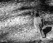 Just Junco Things, Black and White Photograph by Adam Morsa Just Junco Things, Black and White Photograph by Adam Morsa