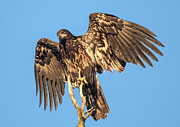 Juvenile Bald Eagle  #1 Photograph by Carl Olsen