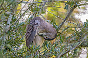 Juvenile Black Crowned Night Heron Preening Photograph by DB Hayes
