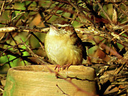 Juvenile Carolina Wren  Photograph by Linda Stern