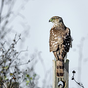 Juvenile Cooper's Hawk - Square Photograph by Debra Martz