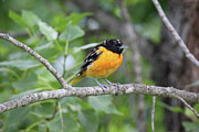 Juvenile Male Oriole  Photograph by Brook Burling