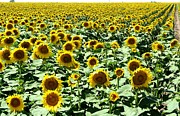 Kansas Sunflower Field Photograph by Keith Stokes Kansas Sunflower Field Photograph by Keith Stokes