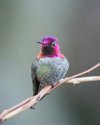 Karisa's Hummingbird.1 Photograph by E Faithe Lester