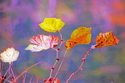 Kentucky Leaves Photograph by Merle Grenz