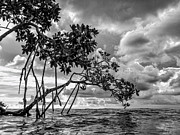 Key Largo Mangroves Photograph by Louise Lindsay