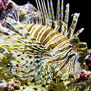 Key West Lionfish Photograph by Bob Slitzan