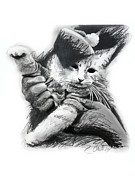 Keyboard Cat in Pencil Drawing by Charlie Schmidt