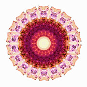 Kindness Mandala Art by Sharon Cummings Painting by Sharon Cummings
