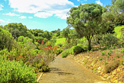 Kirstenbosch in Cape Town Photograph by Benny Marty Kirstenbosch in Cape Town Photograph by Benny Marty