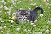Kitten Resting On Lawn Photograph by Duncan Usher