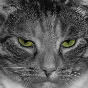 Kitty 2 Photograph by Cathy Kovarik