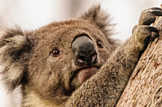 Koala 3 Photograph by Werner Padarin Koala 3 Photograph by Werner Padarin