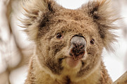 Koala 4 Photograph by Werner Padarin