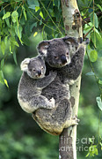 Koala And Young Photograph by Jean-Louis Klein & Marie-Luce Hubert
