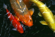 koi Photograph by Lisa Redfern