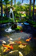 Koi With Net B Photograph by Phyllis Spoor