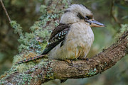 Kookaburra 4 Photograph by Werner Padarin