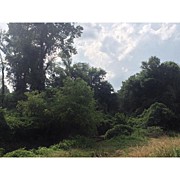 Kudzu Photograph by Daniel Eskridge