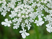 Lace on Stems Photograph by Peggy King
